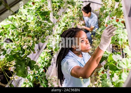 Afrikanische Frau auf der Suche nach reife Erdbeeren, während Sie die Abholung im Gewächshaus Stockfoto