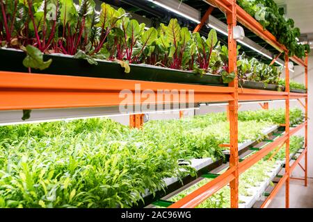 Grüne Keimlinge von Rüben und andere Arten von Gemüse wachsen auf große Regale Stockfoto