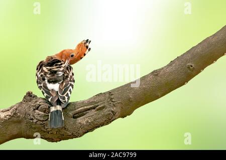 Gewöhnlicher Hopfen auf einem Baumzweig, der Preen macht Stockfoto