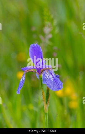 Natürliche Blütenkopf der sibirischen Schwertlilie (Iris pumila) in voller Blüte im grünen Wiese Stockfoto