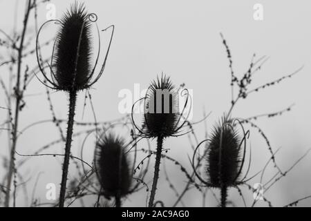 Natürliche Silhouetten der verblassten Thistle Blütenköpfe in Schwarz und Weiß Stockfoto