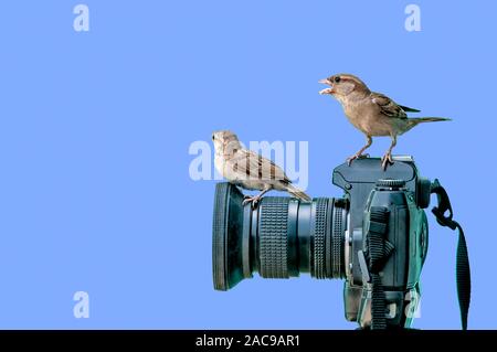 Ein weiblicher Hauspfeil und Küken auf die Kamera Stockfoto