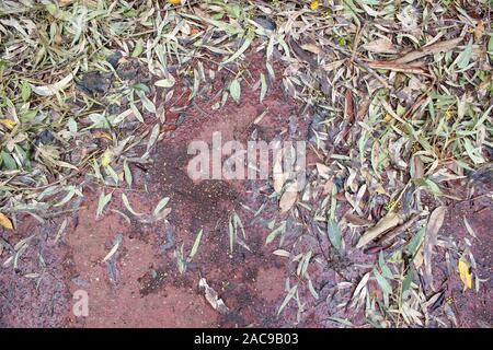 Hintergrund mit Laub auf den nassen Asphalt Stockfoto