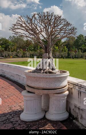 Eine trockene Verzweigung Bonsai Baum mit dicken Wurzeln in einem weißen Marmor Topf steht in einem Park. Rote Fliese auf der Straße. Hintergrund mit einem grünen Rasen und Bäume blur Stockfoto