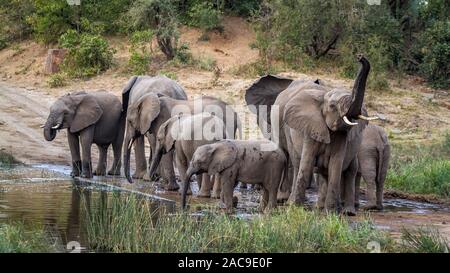 Kleine Gruppe von afrikanischen Busch Elefanten trinken in Wasserloch im Krüger Nationalpark, Südafrika; Specie Loxodonta africana Familie der Elephantidae Stockfoto