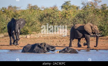 Afrikanischen Busch Elefanten Spielen im Wasser in den Krüger National Park, Südafrika; Specie Loxodonta africana Familie der Elephantidae Stockfoto