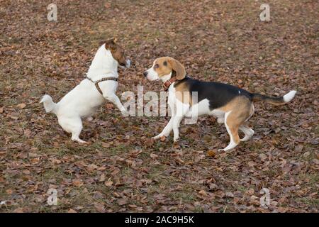 Jack Russell Terrier Welpen und Englisch Beagle Welpen spielen im Herbst Park sind. Heimtiere. Reinrassigen Hund. Stockfoto