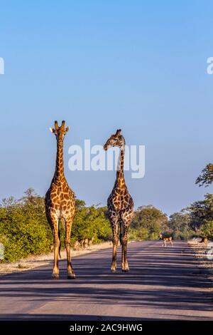 Zwei Giraffen zu Fuß auf Safari im Krüger Nationalpark, Südafrika; Specie Giraffa Camelopardalis Familie Giraffidae Stockfoto