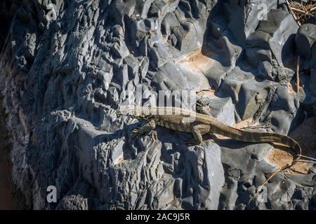 Rock Monitor steht auf einem Felsen in der Krüger National Park, Südafrika; Specie Familie Varanidae Varanus albigularis Stockfoto