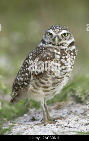 Kaninchenkauz, Athene cunicularia, grabende owl Kaninchenkauz, Kanincheneule Stockfoto