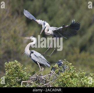 Ardea Herodias, Great Blue Heron, Blue Crane, Florida, USA Stockfoto