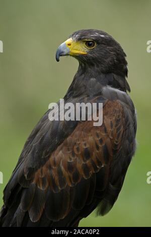 Wuestenfalke, falco pelegrinoides, barbary Falcon, Bay - winged Hawk, Harris Hawk, Harris Hawk Stockfoto