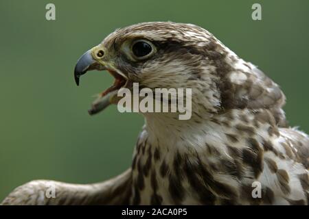 Wuergfalke, saker, sakerfalke Falco cherrug, Sakerfalke, Cherrug Falcon, Saker, Schlange Falcon Stockfoto