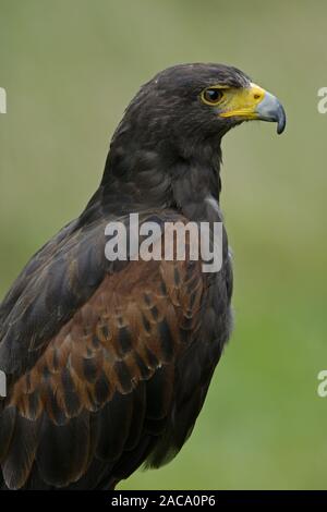 Wuestenfalke, falco pelegrinoides, barbary Falcon, Bay - winged Hawk, Harris Hawk, Harris Hawk Stockfoto