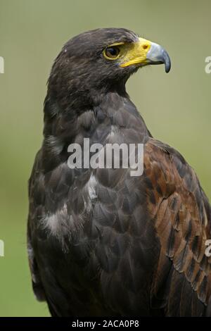 Falco pelegrinoides, barbary Falcon, Bay - winged Hawk Stockfoto