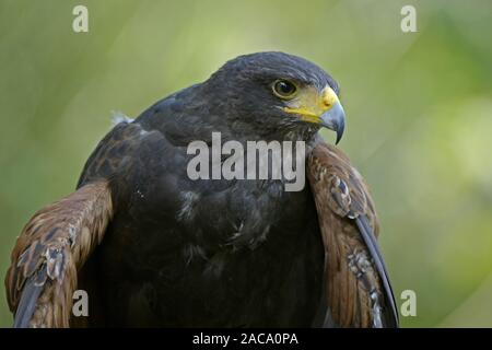 Falco pelegrinoides, barbary Falcon, Bay - winged Hawk Stockfoto