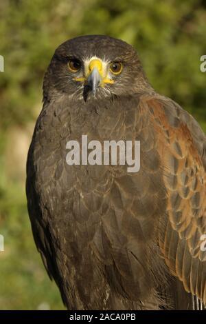 Falco pelegrinoides, barbary Falcon, Bay - winged Hawk Stockfoto