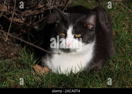 Hauskatze-Jagd Stockfoto