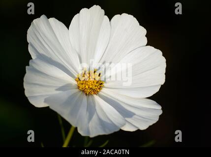 Cosmos Bipinnatus - Schmuck Warenkorb Stockfoto