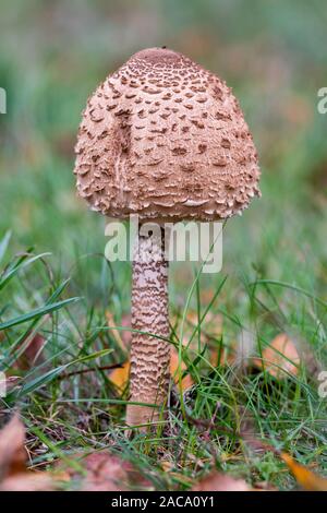 Der Sonnenschirm Pilz (Macrolepiota procera), wächst in einer Wiese Stockfoto