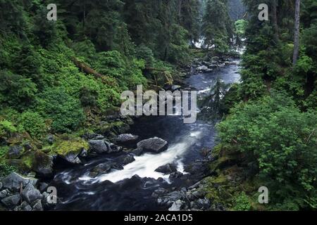 Regenwald, Regenwald, Urwald, Dschungel, anan Creek, tongass National Forest, Alaska, USA, Stockfoto