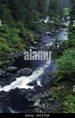 Regenwald, Regenwald, Urwald, Dschungel, anan Creek, tongass National Forest, Alaska, USA, Stockfoto