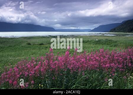 Küstenlandschaft, kuestenlandschaft, chilkat Einlass, Lynn Canal, Alaska, USA, Stockfoto