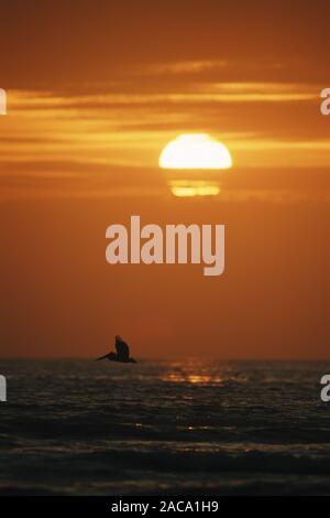 Roter Sonnenuntergang, Sonnenuntergang, Küste, Tarifbezirk Kueste, Pelikan, Pelikan, Florida, Amerika, Nordamerika, usa, Stockfoto