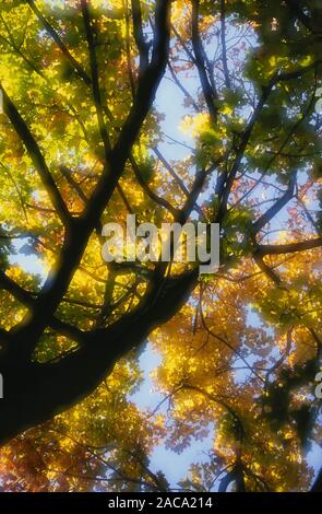 Ahornbaum im Herbst Ahornbaum Im Herbst Pflanzen pflanzt Laubbaum