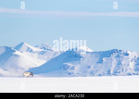 Junge männliche Rentier auf dem Schnee und vor dem Hintergrund des unberührten Berge von Spitzbergen, ein Norwegisches Archipel zwischen dem norwegischen Festland und die Stockfoto
