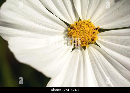 Cosmos Bipinnatus - Schmuck Warenkorb Stockfoto