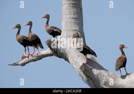 schwarzbäuchigen Pfeifen-Ente Stockfoto