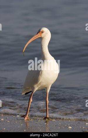 amerikanische weiße ibis Stockfoto