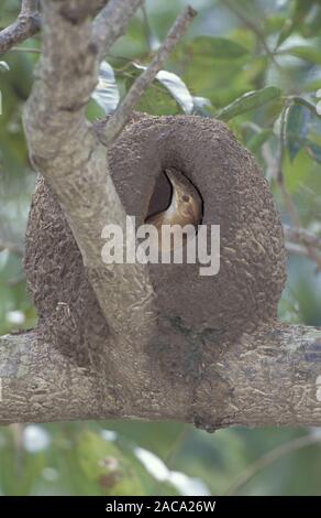 Toepfervogel, rosttoepfer, toepfervogel, furnarius Rufus, rufous Hornero, Ovenbird, Rufous Ovenbird Stockfoto