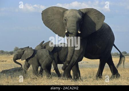 Betriebsprüfungen in Elefant mit Jungen (steppenelefant), Afrikanischer Elefant mit Kalb, Loxodonta africana, Hwange National Park, Simbabw Stockfoto