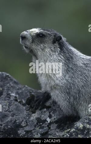 Hoary Marmot, Marmota caligata, Denali National Park, Alaska, USA Stockfoto