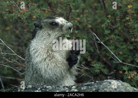 Hoary Marmot, Marmota caligata, Denali National Park, Alaska, USA Stockfoto