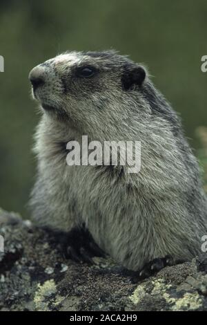 Hoary Marmot, Marmota caligata, Denali National Park, Alaska, USA Stockfoto