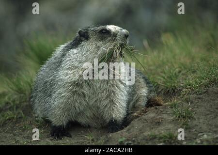 Hoary Marmot, Marmota caligata, Denali National Park, Alaska, USA Stockfoto