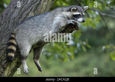 Waschbaer, Waschbär, Procyon lotor, Deutschland, Saarland, Deutschland Stockfoto