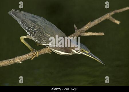 (Mangrovreiher Gruenreiher) spaeht / Beute, Green-backed Heron peering für Beute Stockfoto