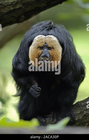 White-faced Saki (Pithecia Pithecia) Stockfoto