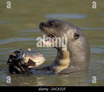 Riesenotter, Pteronura brasiliensis, Riesenotter, Pantanal, Mato Grosso, Brasilien Stockfoto