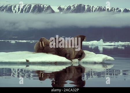 Walross, Odobenus rosmarus, atlantischen Walross, ellemere Island, Kanada, Kanada Stockfoto