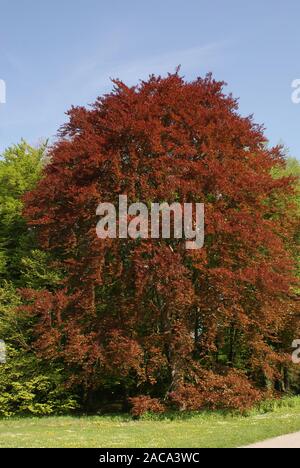 Fagus sylvatica Purpurea, Rotbuche, Buche Stockfoto