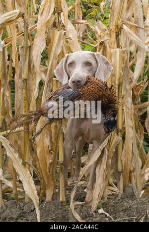 Weimaraner ruft einen Fasan Stockfoto