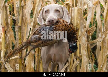 Weimaraner ruft einen Fasan Stockfoto