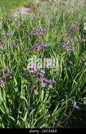 Iris Versicolor, amerikanischen Sumpf Iris, blueflag Stockfoto