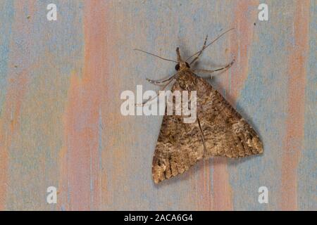 Bloxworth Schnauze (Hypena obsitalis) erwachsenen Motten ruht auf lackiertem Holz nach der Überwinterung in einem Haus. East Sussex, England. März Stockfoto