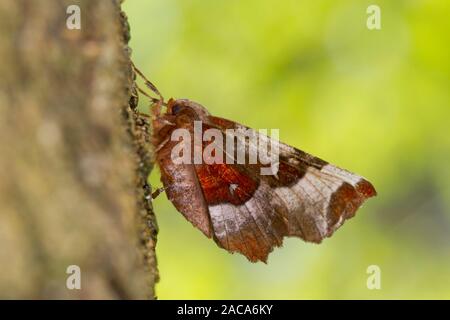 Lila Thorn (Selenia tetralunaria) erwachsenen Motten ruht auf einem Baumstamm. Powys, Wales. April. Stockfoto